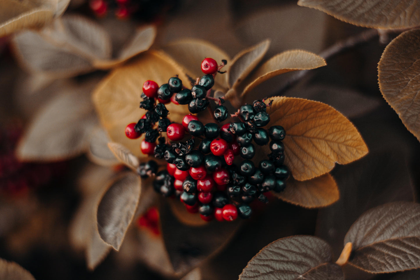 Summertown - No. 5141 | Diffuser | Wild Berries + Oakmoss
