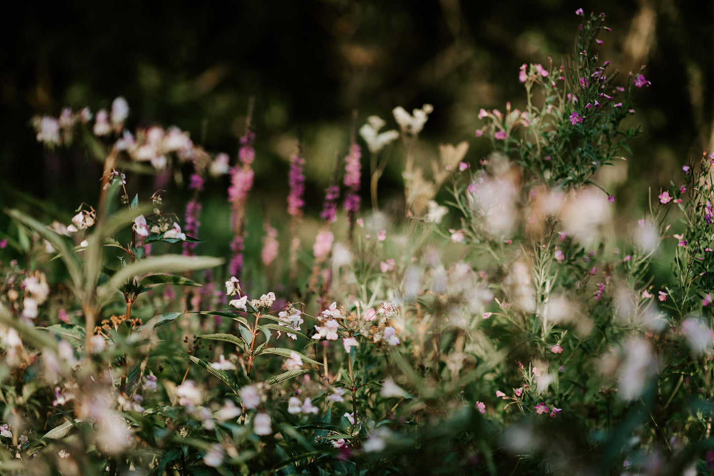 Piccadilly - No. 5151 | Diffuser | Wildflowers + Summer Fruit