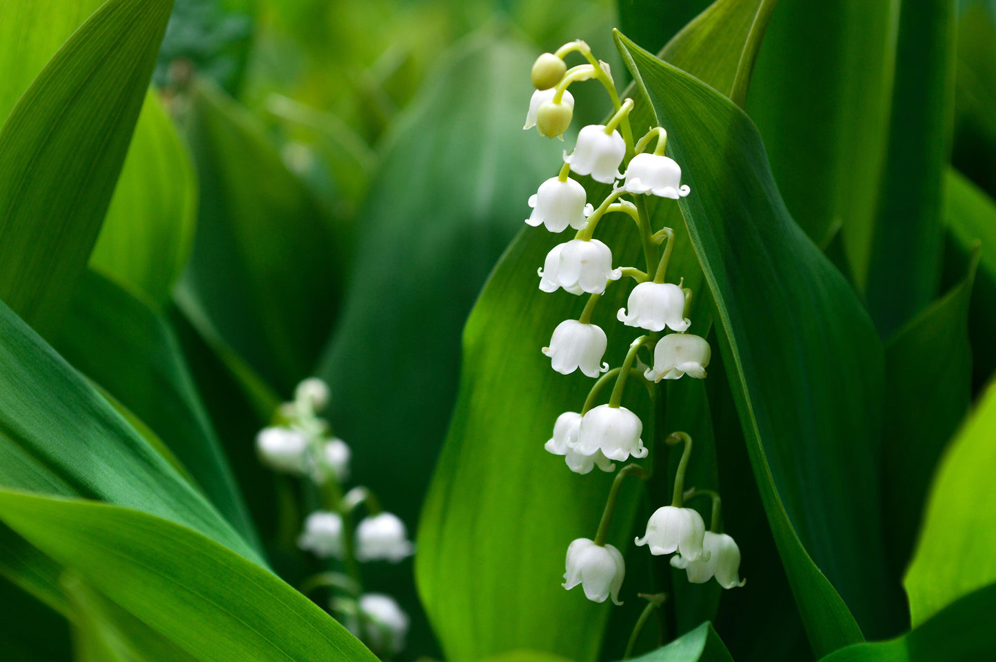 Piccadilly - No. 5151 | Diffuser | Wildflowers + Summer Fruit