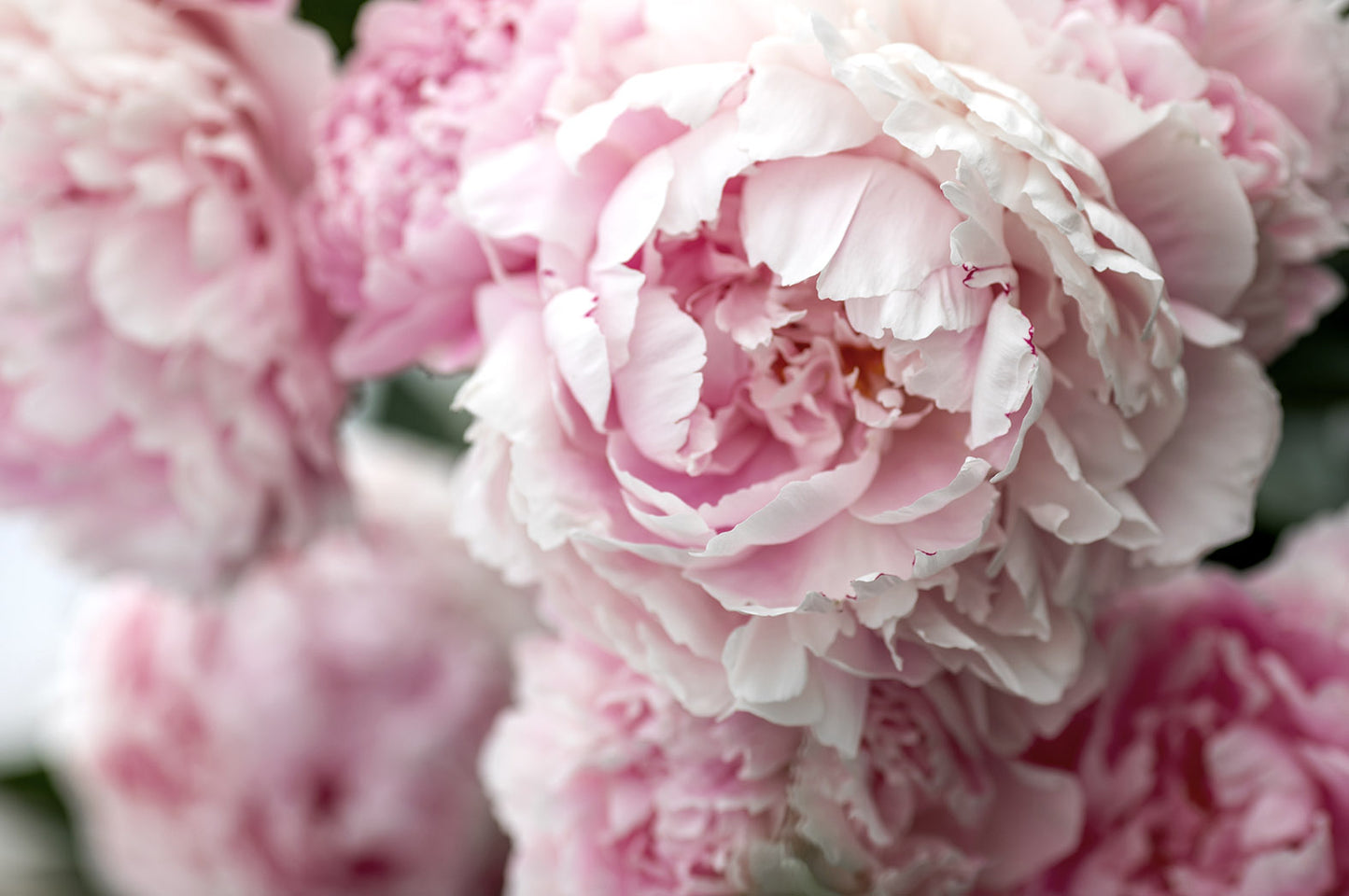 Aldgate - No. 5154 | Diffuser | Camellia + Summer Peony